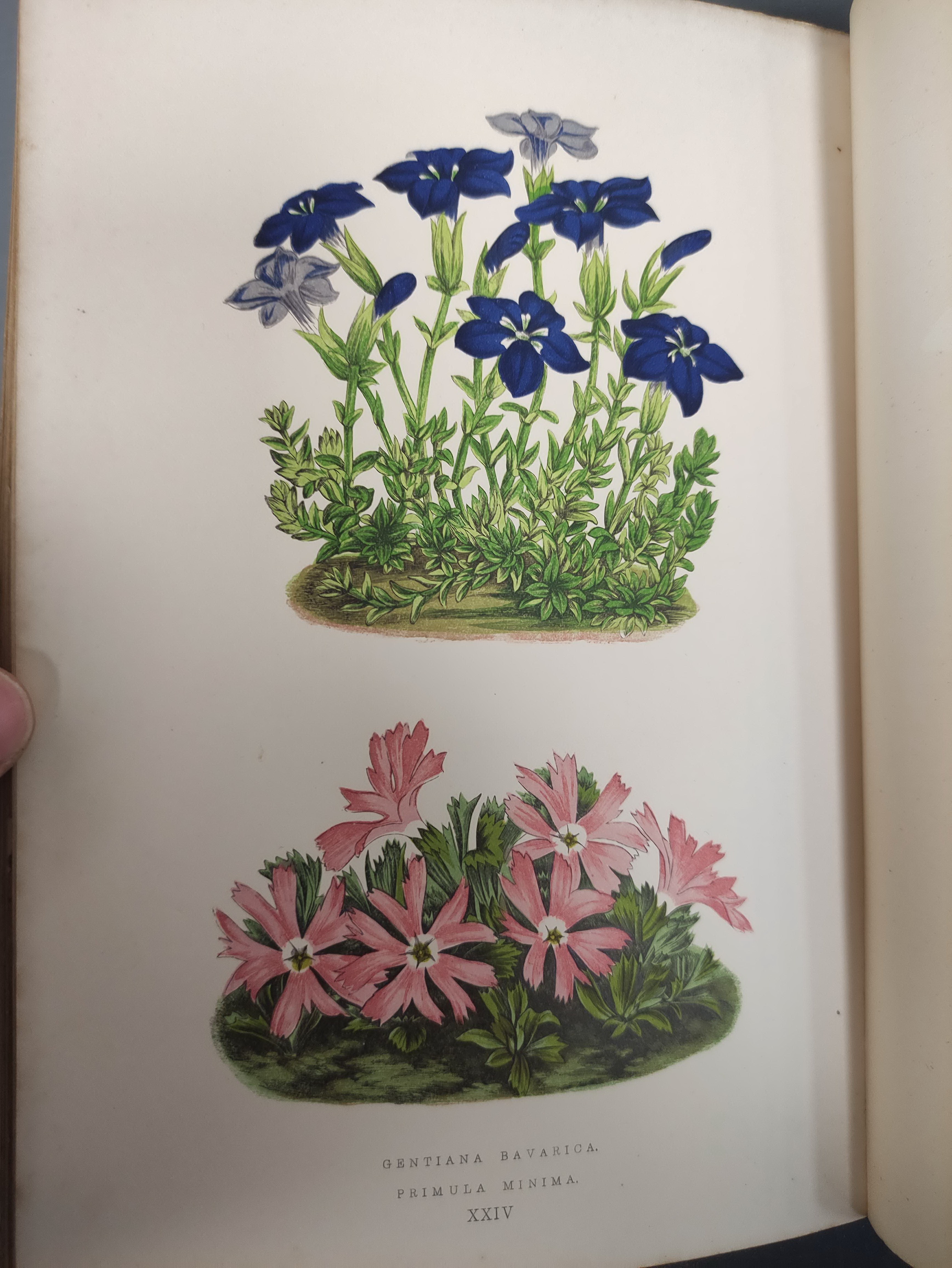 WOOSTER DAVID.  Alpine Plants. 2 vols. (First & Second Series). Many good col. plates. Quarto. Orig. - Image 7 of 10