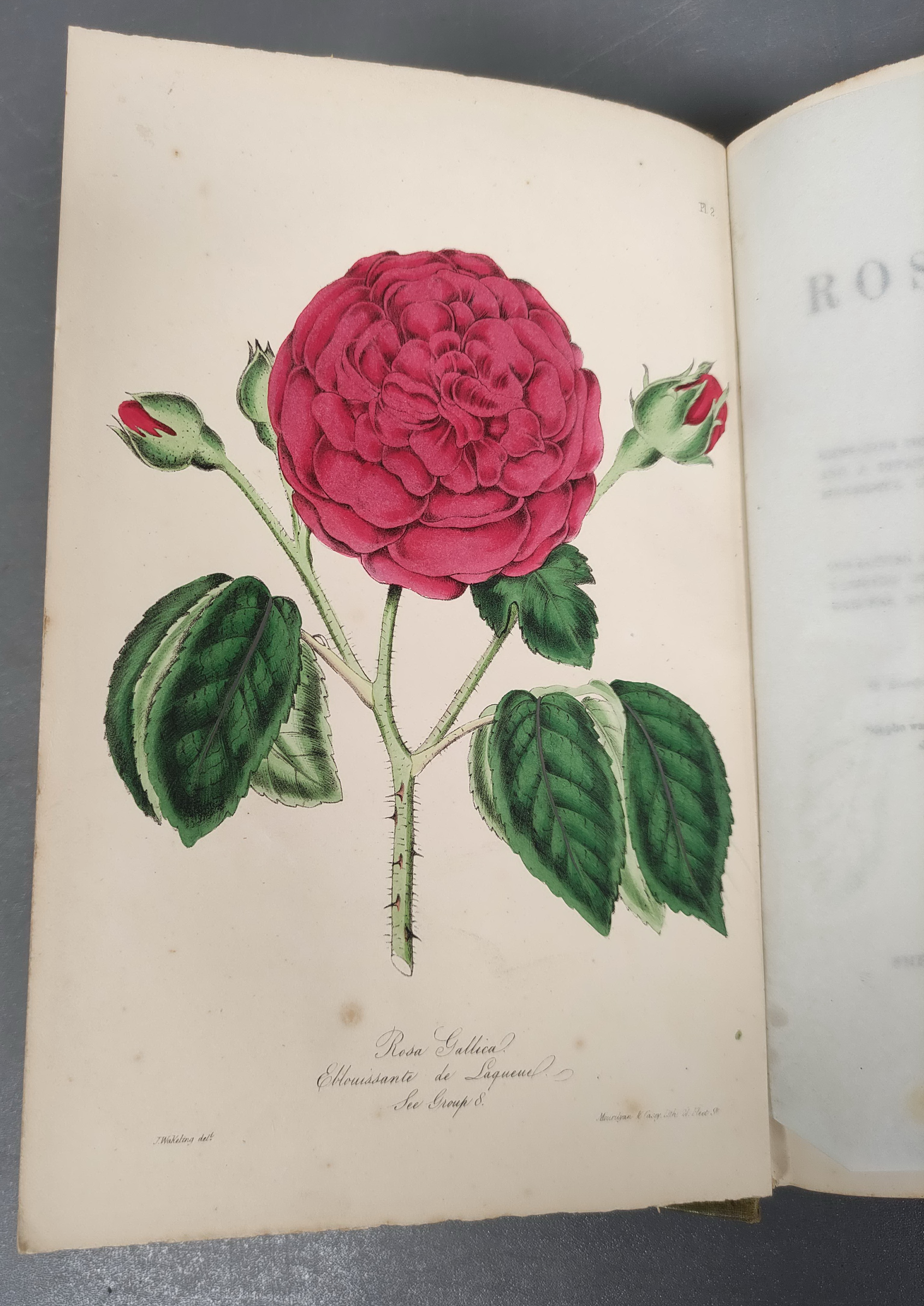 PAUL WILLIAM, of Cheshunt.  The Rose Garden. Col. & other illus. & text vignettes. Royal 8vo. - Image 3 of 8