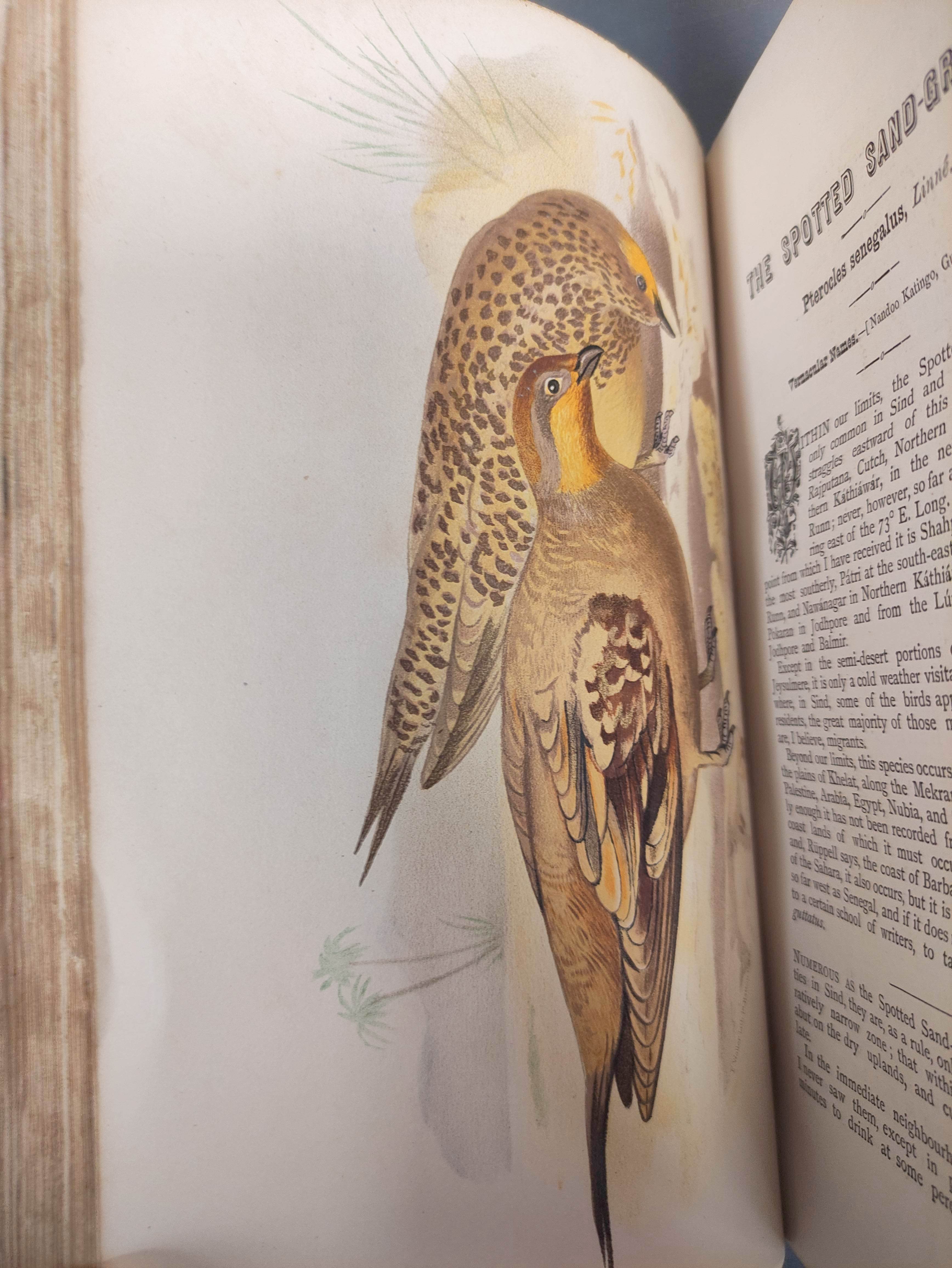 HUME A. O. & MARSHALL C. H. T. (Pubs).  The Game Birds of India, Burma & Ceylon. 3 vols. Eng. - Image 7 of 11