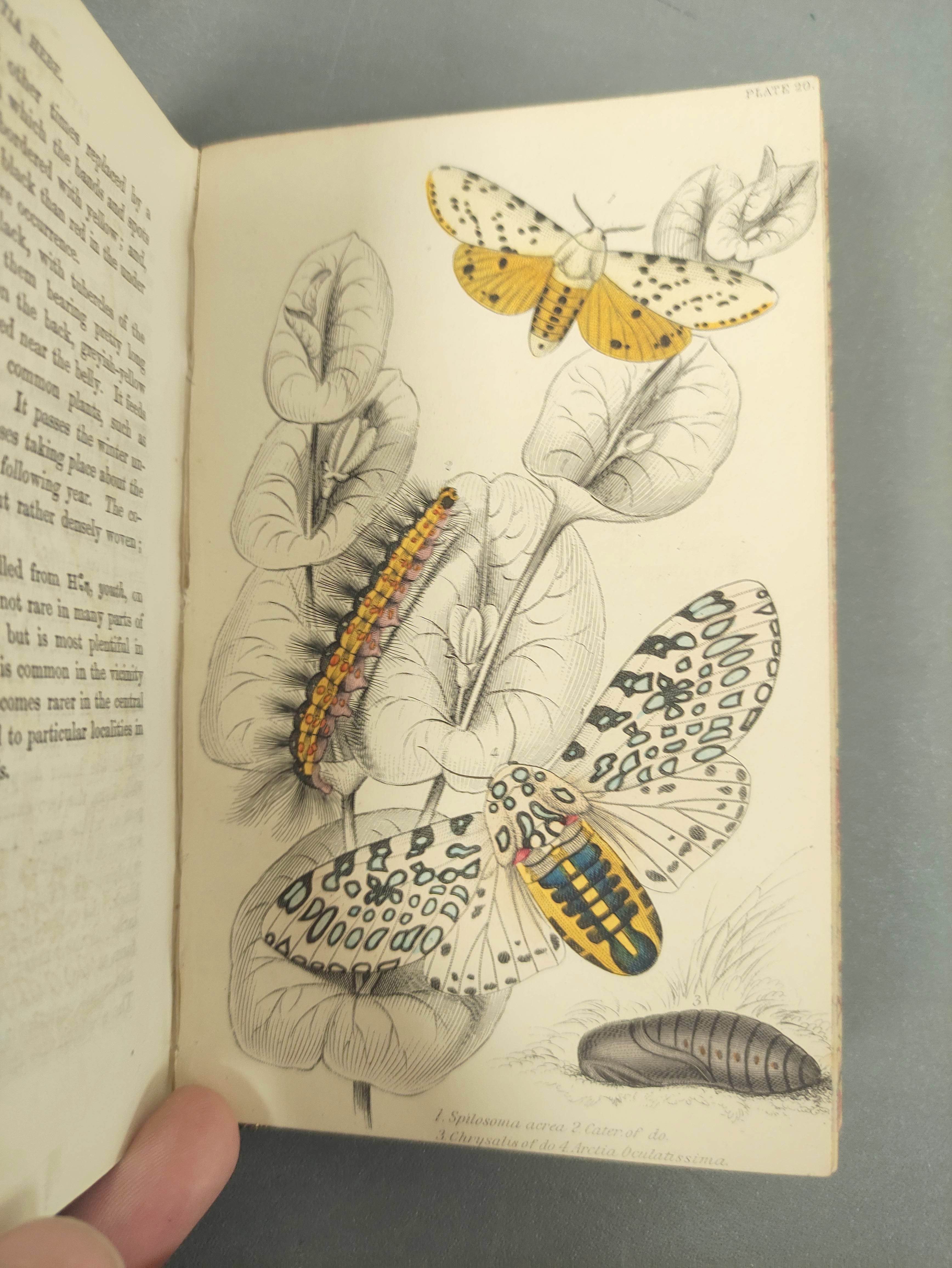JARDINE SIR WILLIAM.  The Naturalist's Library. Vols. 32, 33 & 34 - Entomology (5, 6 & 7) re. exotic - Image 7 of 7