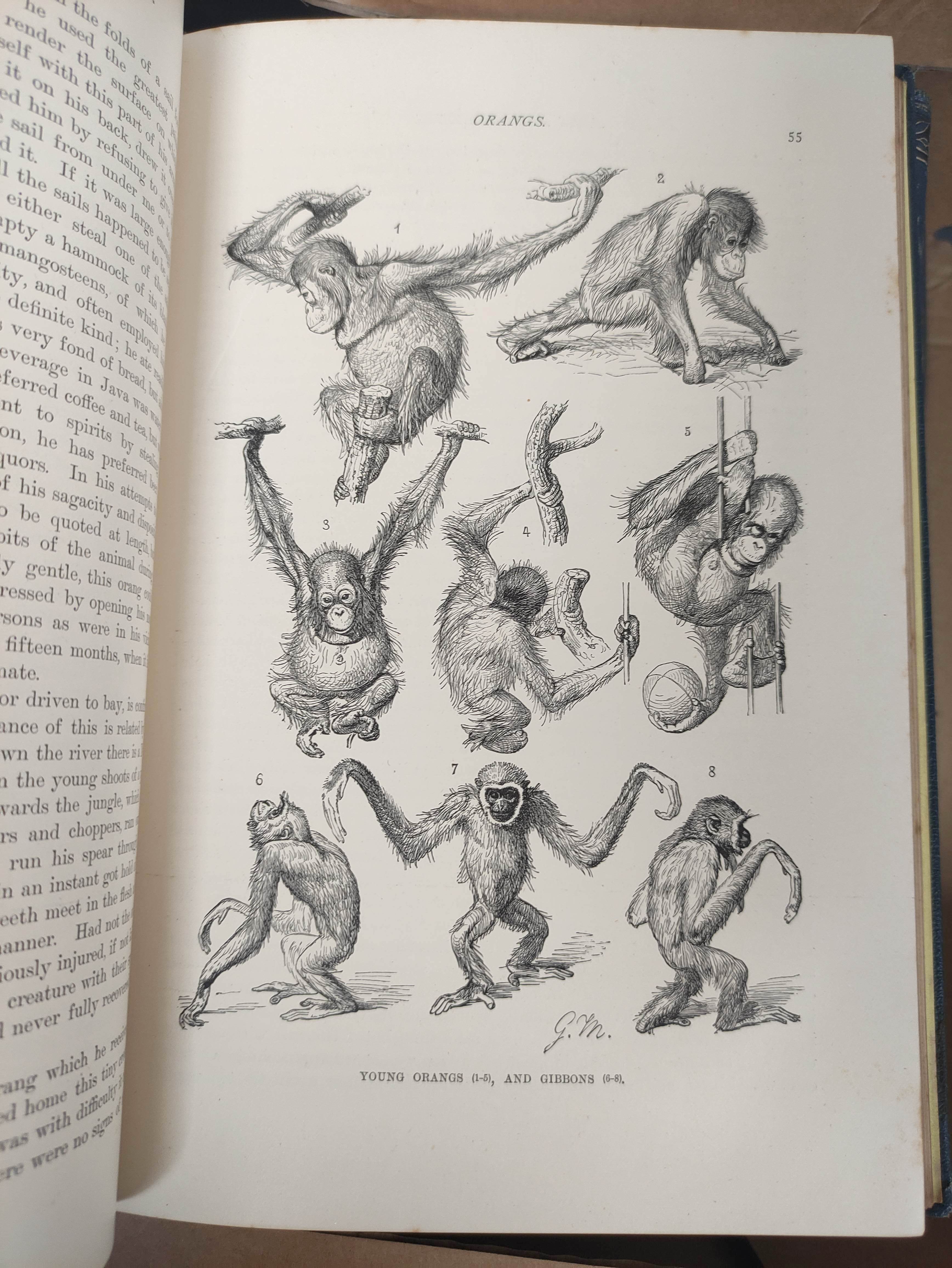 LYDEKKER RICHARD.  The Royal Natural History. 12 vols. Many col. plates & other illus. Royal 8vo. - Image 8 of 9