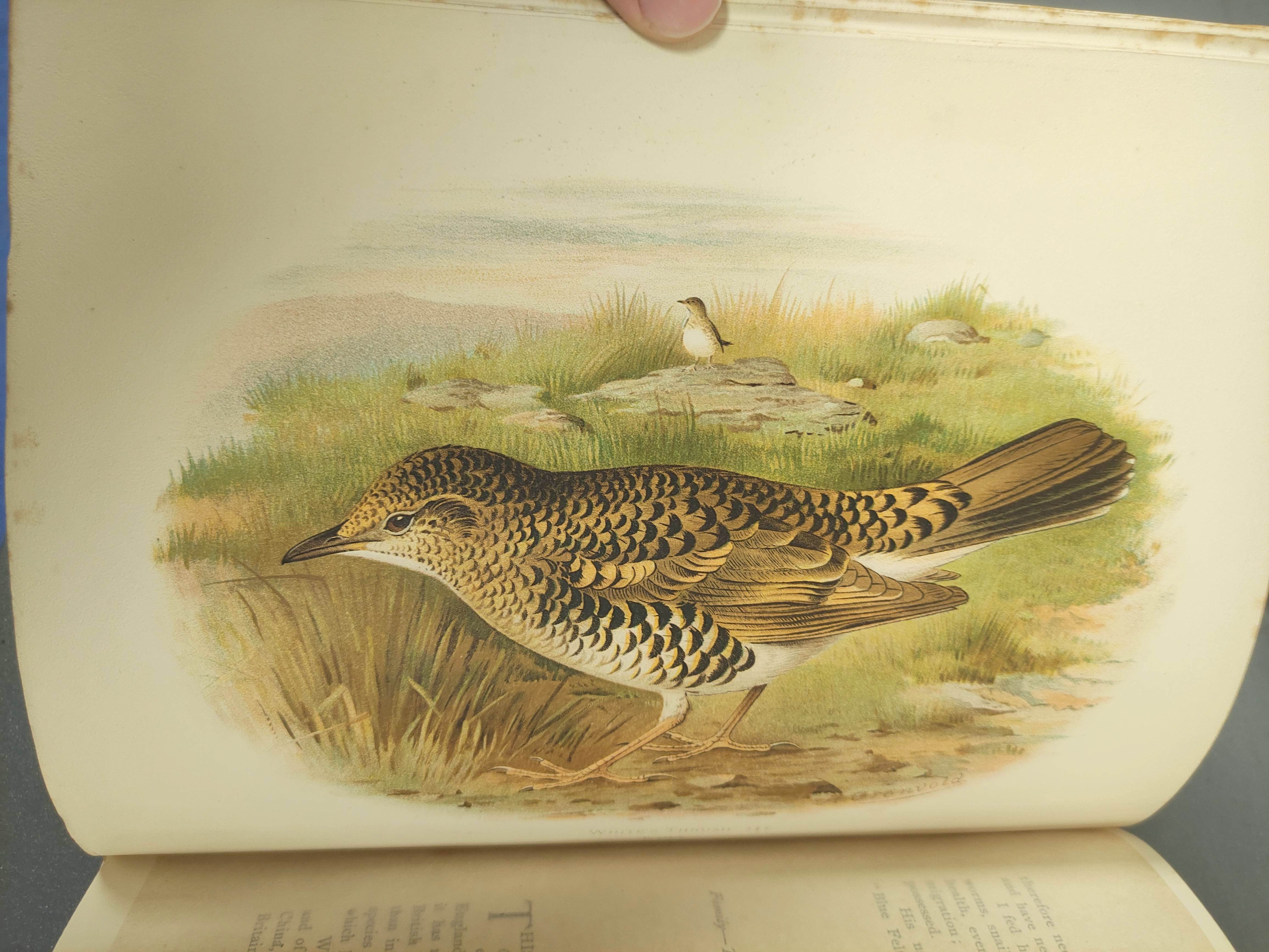 BUTLER A. G.  Birds of Great Britain & Ireland. 2 vols. Good col. plates by H. Gronvold & F. W. - Image 9 of 17