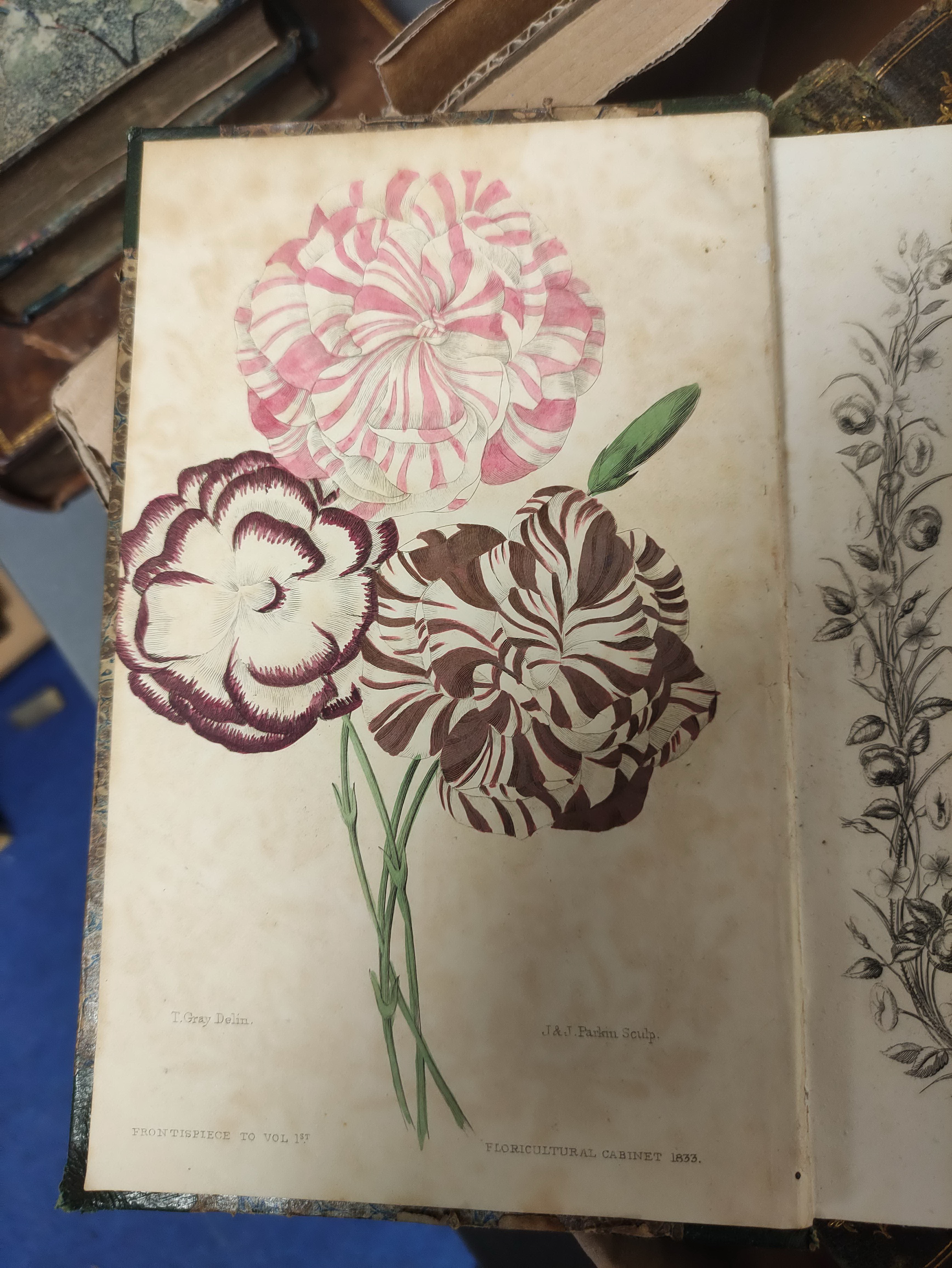 HARRISON JOSEPH.  The Floricultural Cabinet & Florist's Magazine. Vols. 1 to 13. Very many col. - Image 5 of 8