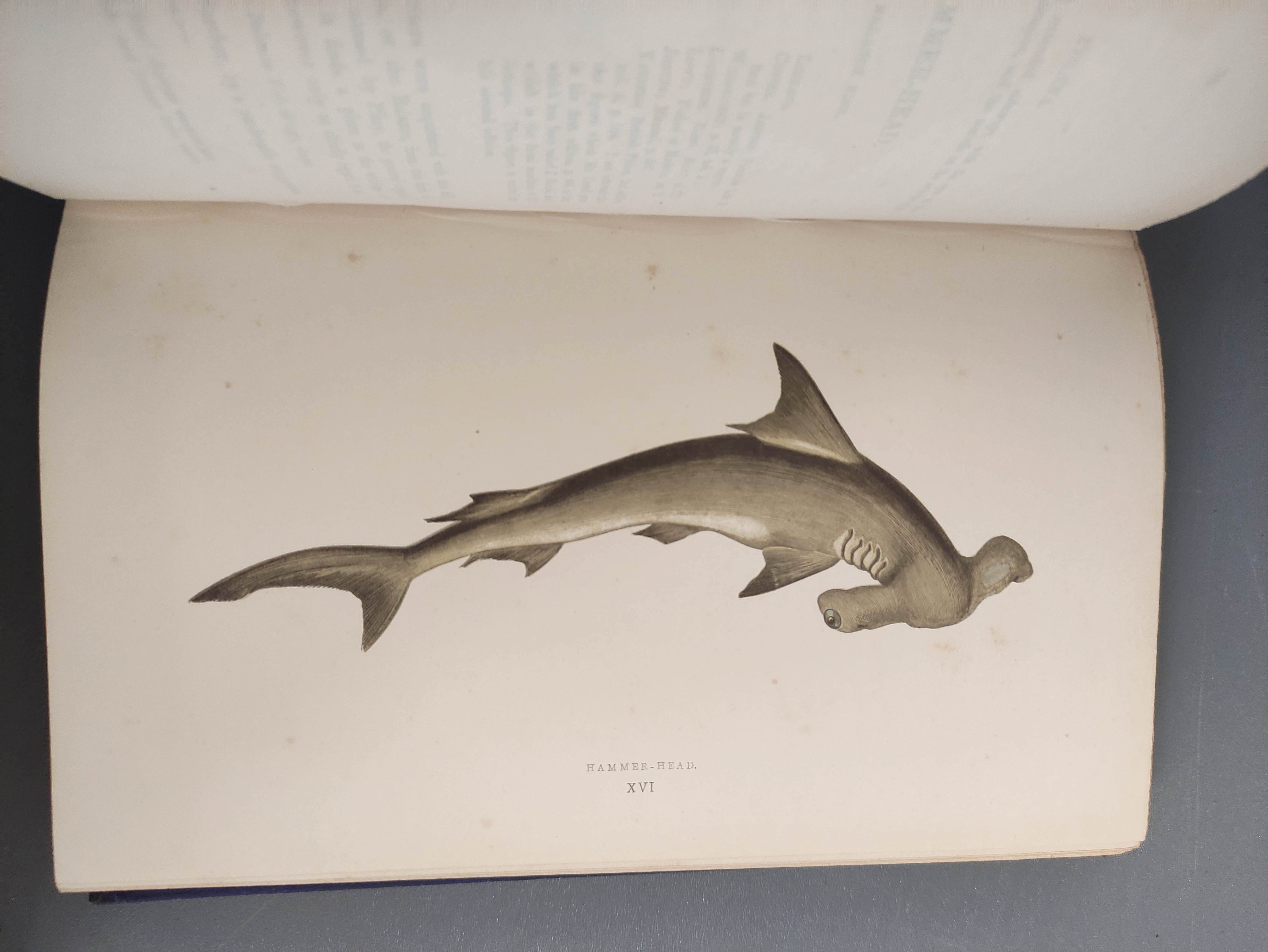 COUCH JONATHAN.  A History of the Fishes of the British Islands. 4 vols. Many hand col. eng. - Image 6 of 9