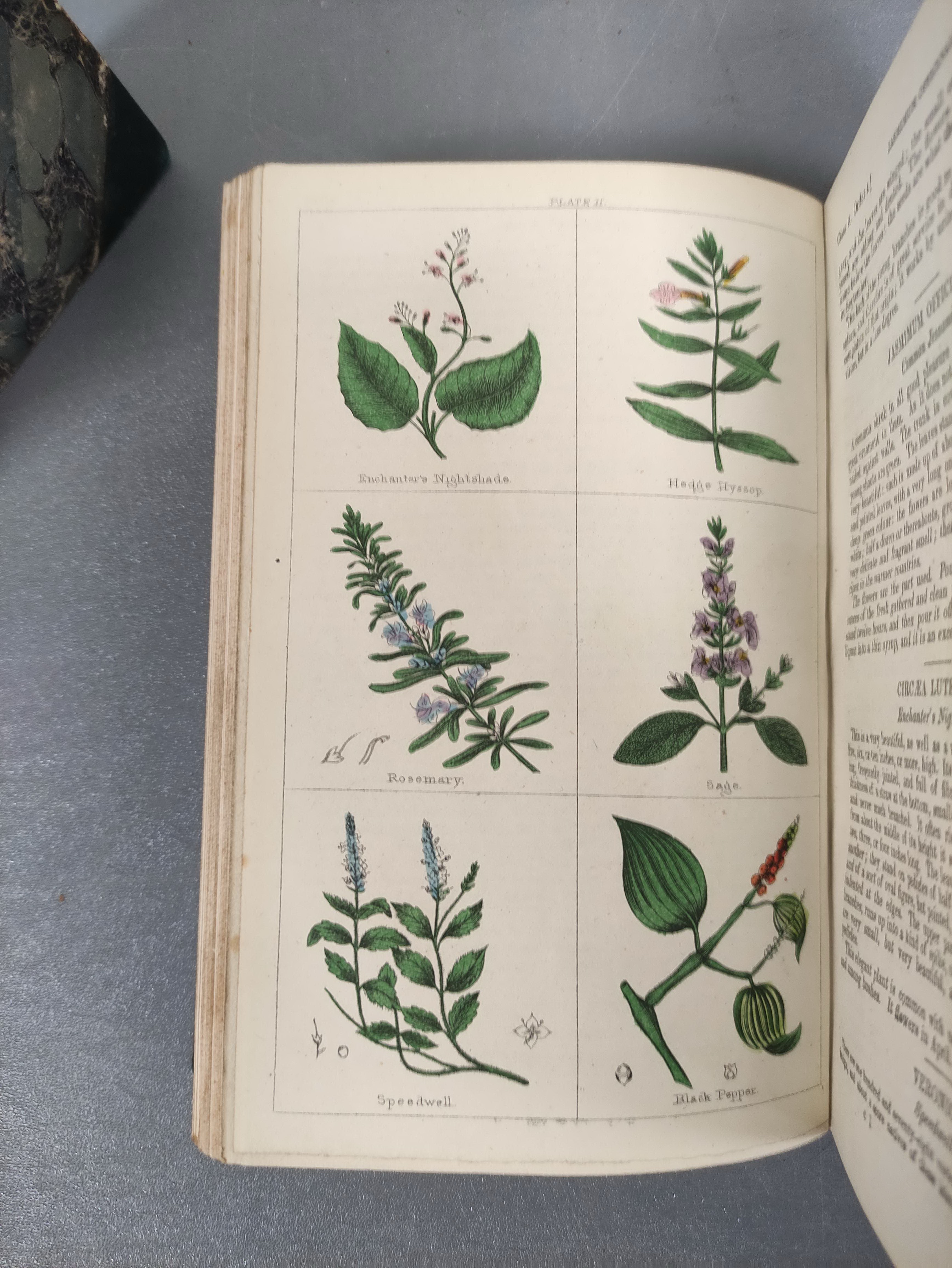CLARK W. M. & BROOK R. (Pubs).  The Cyclopaedia of Botany or A Correct History & Description of - Image 5 of 12