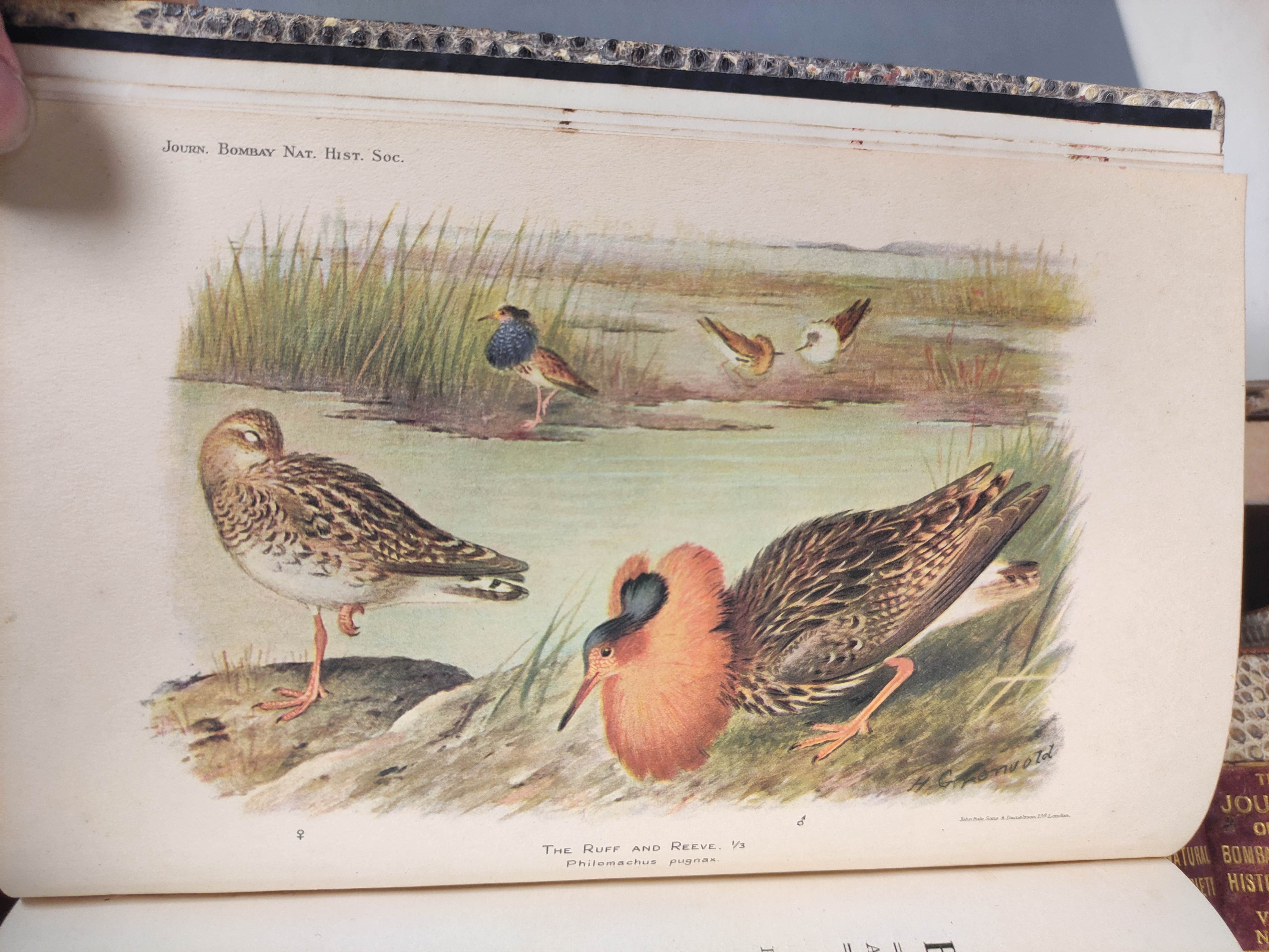 BOMBAY NATURAL HISTORY SOCIETY.  The Journal. Vols. 37 to vol. 42 (nos. 1 & 2) in eleven. Many - Image 7 of 7