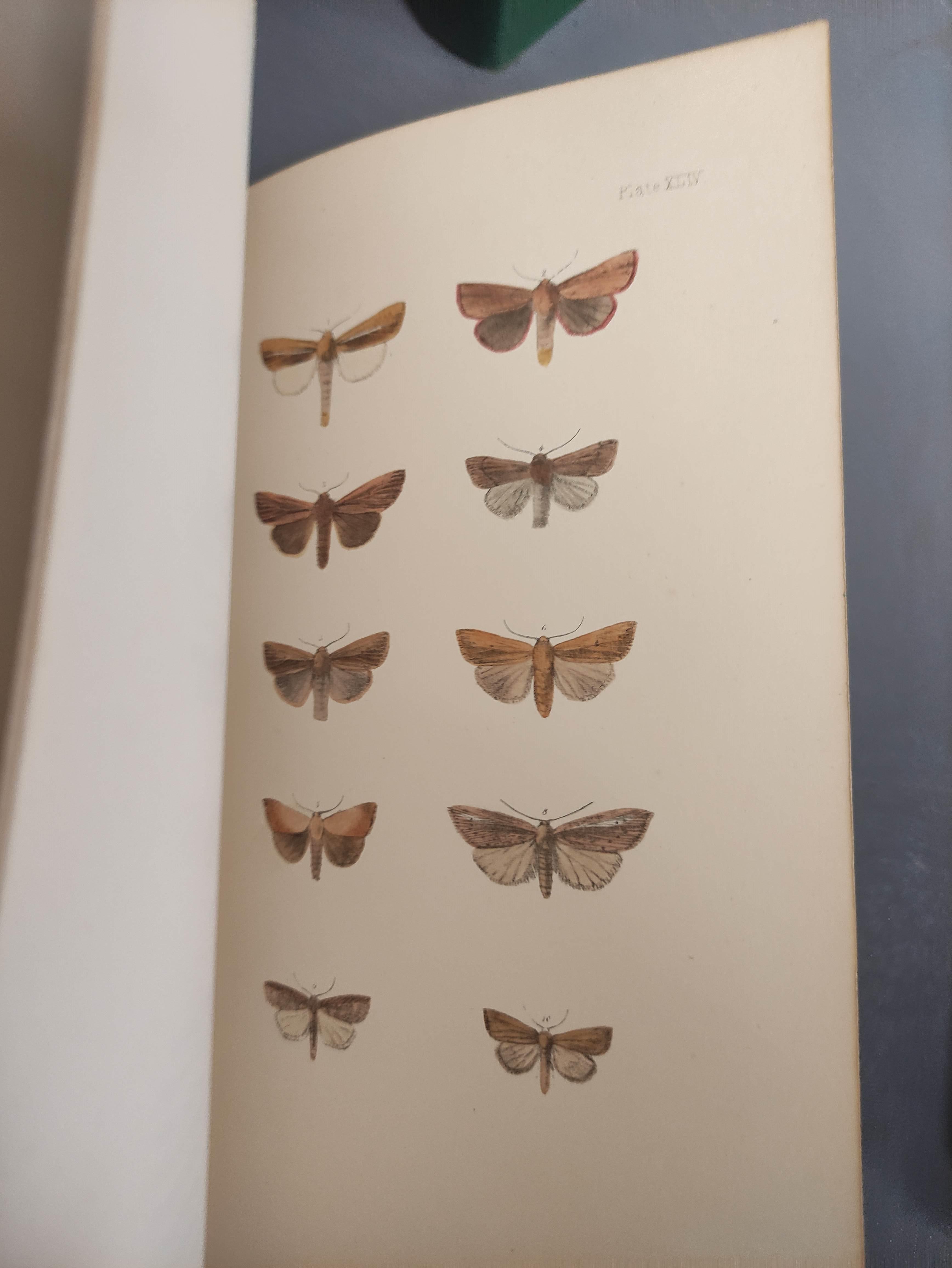 MORRIS REV. F. O.  A Natural History of British Moths. 4 vols. Many col. plates. Large 8vo. Orig. - Image 9 of 9