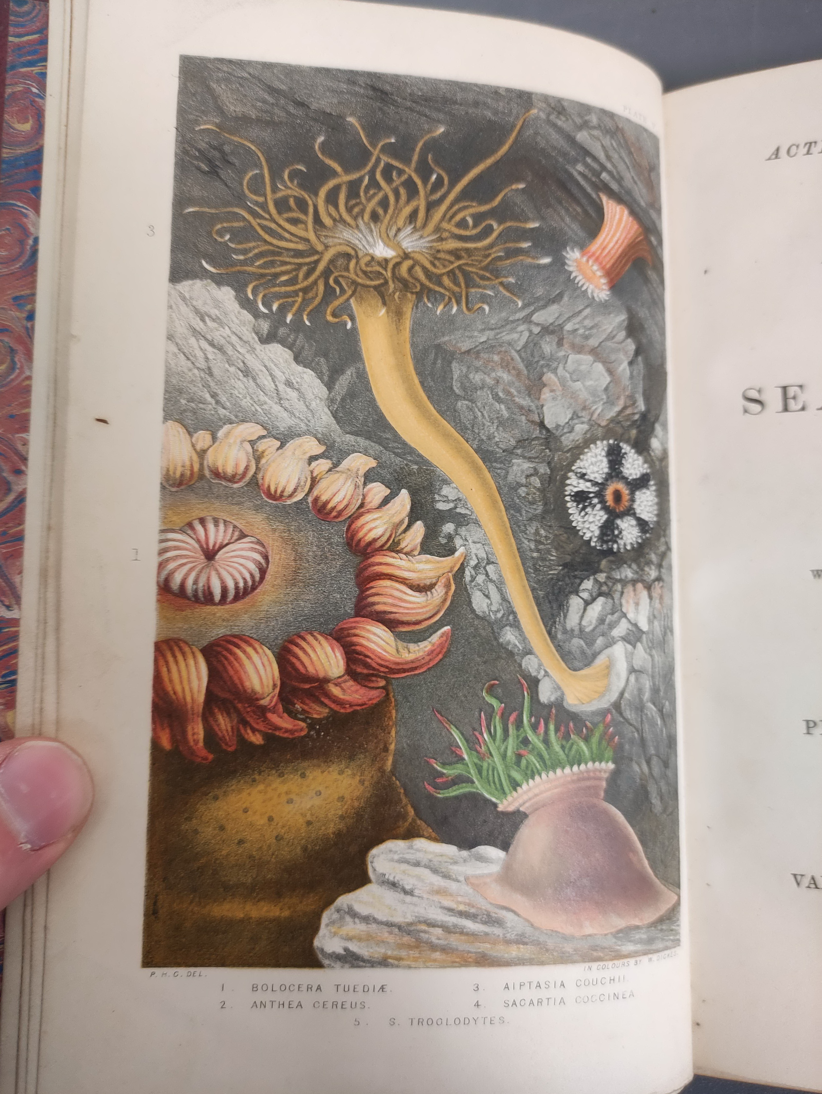 GOSSE PHILIP H.  A History of the British Sea-Anemones & Corals. Good chromolitho plates & text - Image 5 of 12