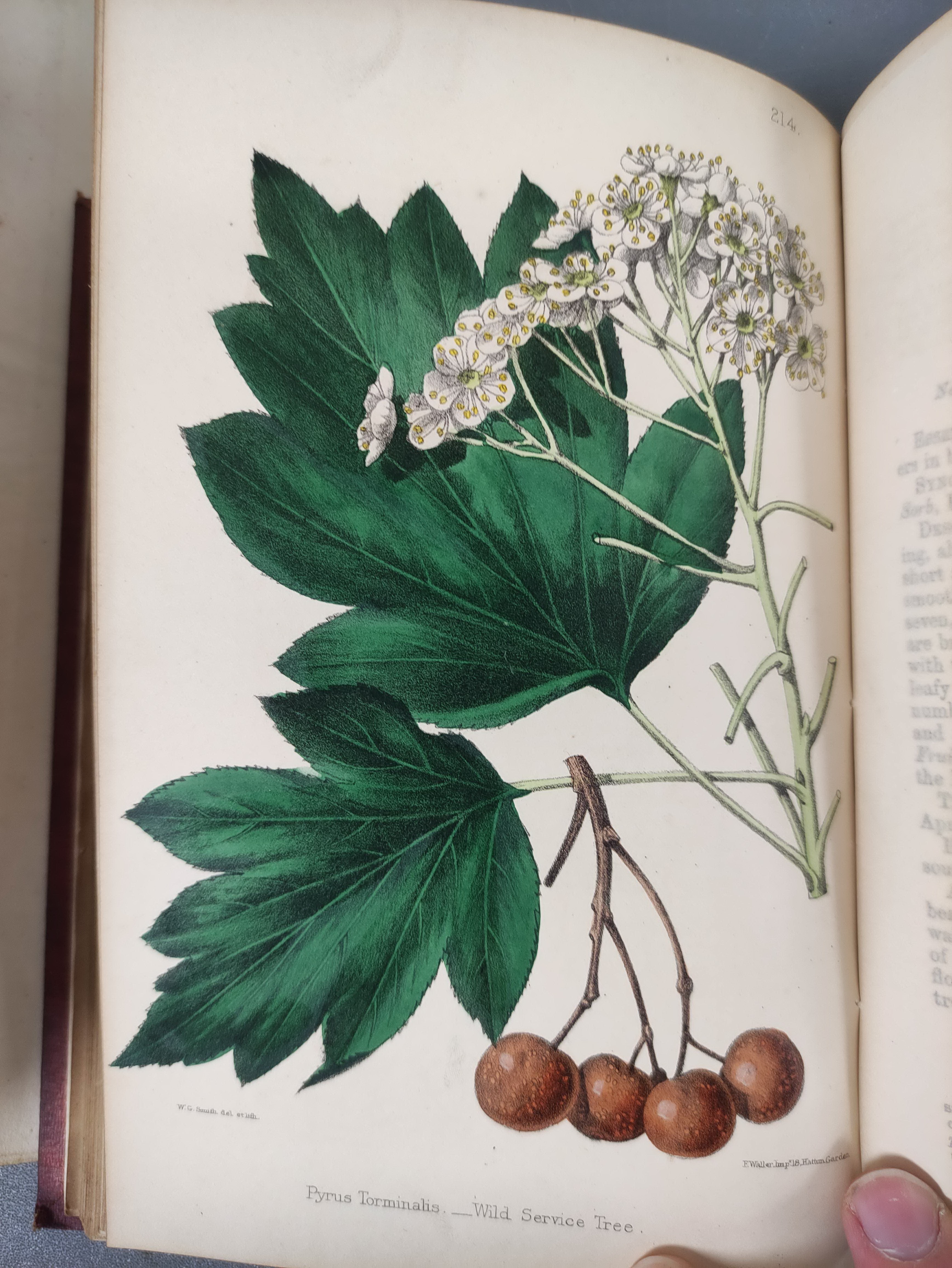 HOGG R. & JOHNSON G. W.  The Wild Flowers of Great Britain. Vols. 3, 6, 8 & 10. Many col. plates. - Image 8 of 8