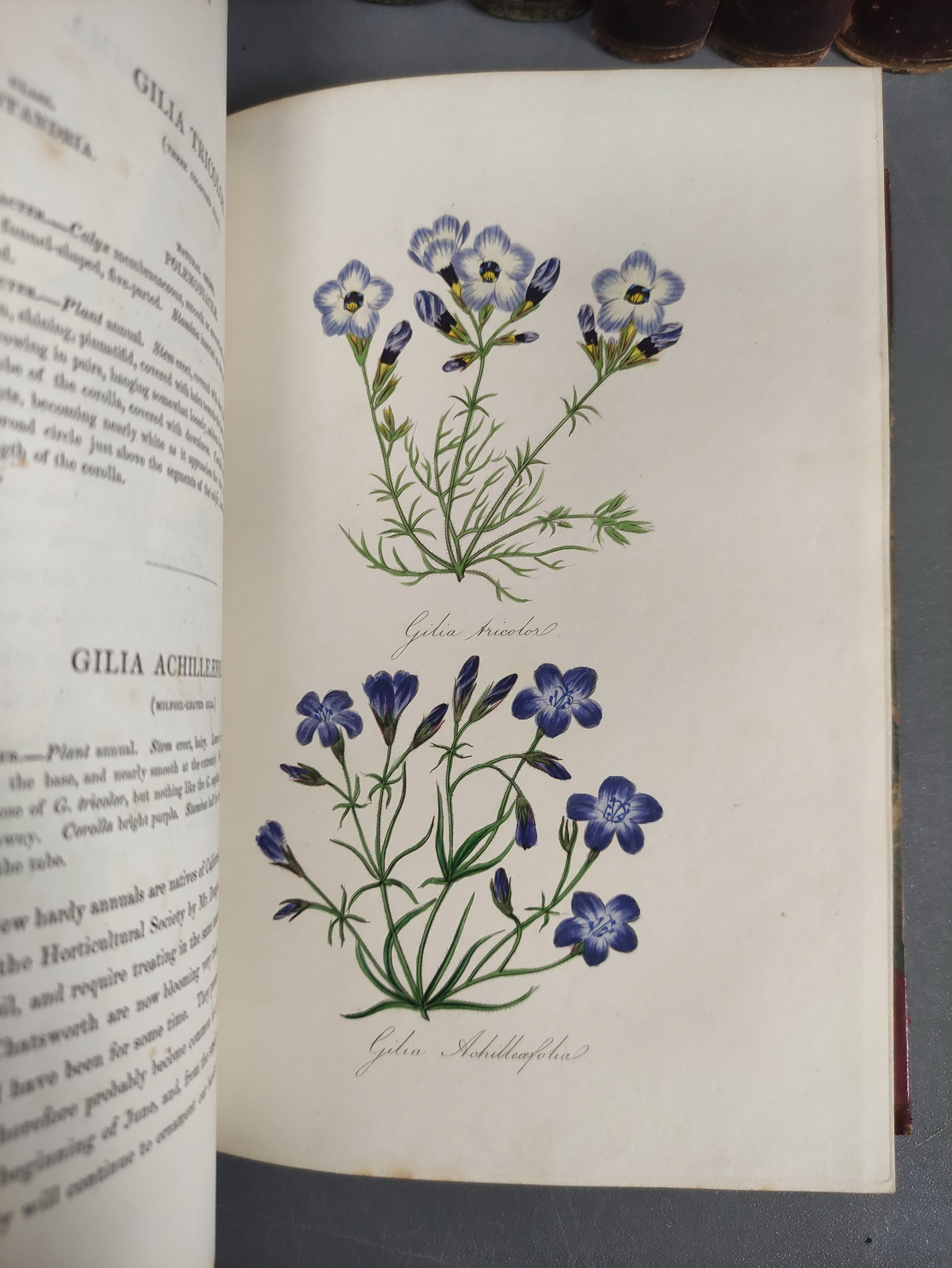 PAXTON JOSEPH.  Paxton's Magazine of Botany. Vols. 1 to 4. 151 hand col. plates plus text illus. - Image 10 of 11