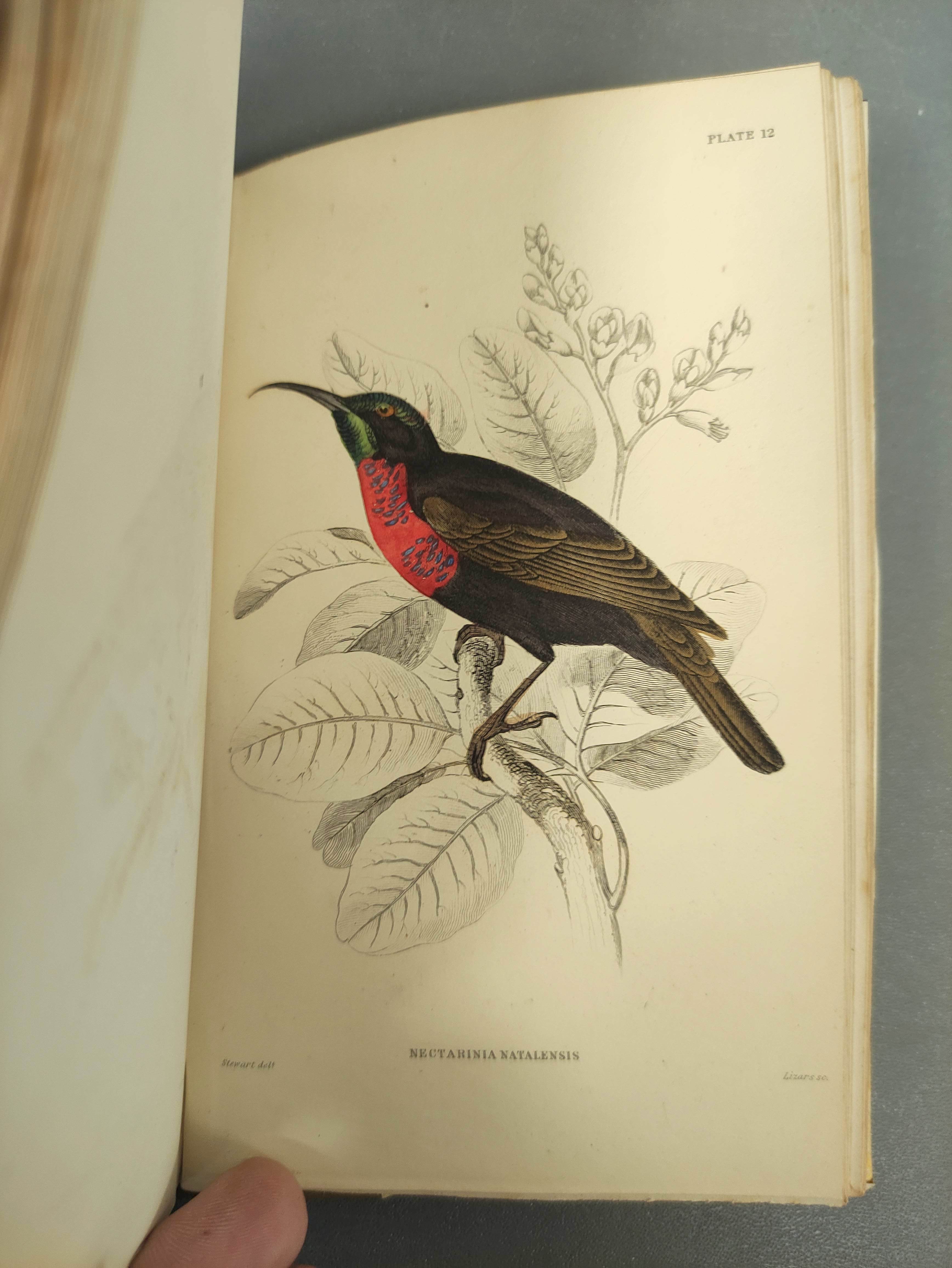 JARDINE SIR WILLIAM.  The Naturalist's Library. Ornithology vols. 1 & 2 re. Humming Birds. Eng. - Image 11 of 16