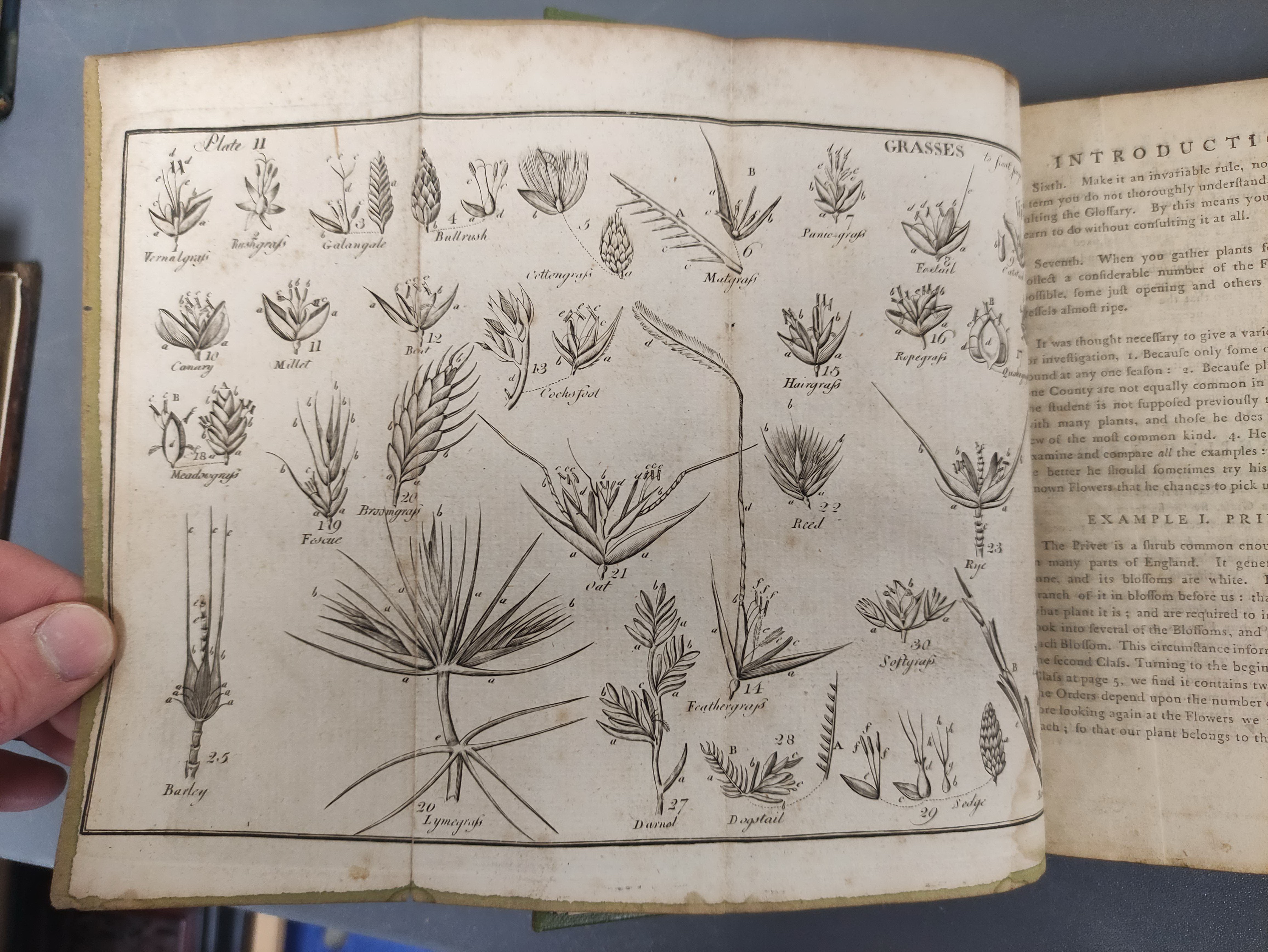 WITHERING WILLIAM.  A Botanical Arrangement of All the Vegetables Naturally Growing in Great Britain - Image 6 of 11