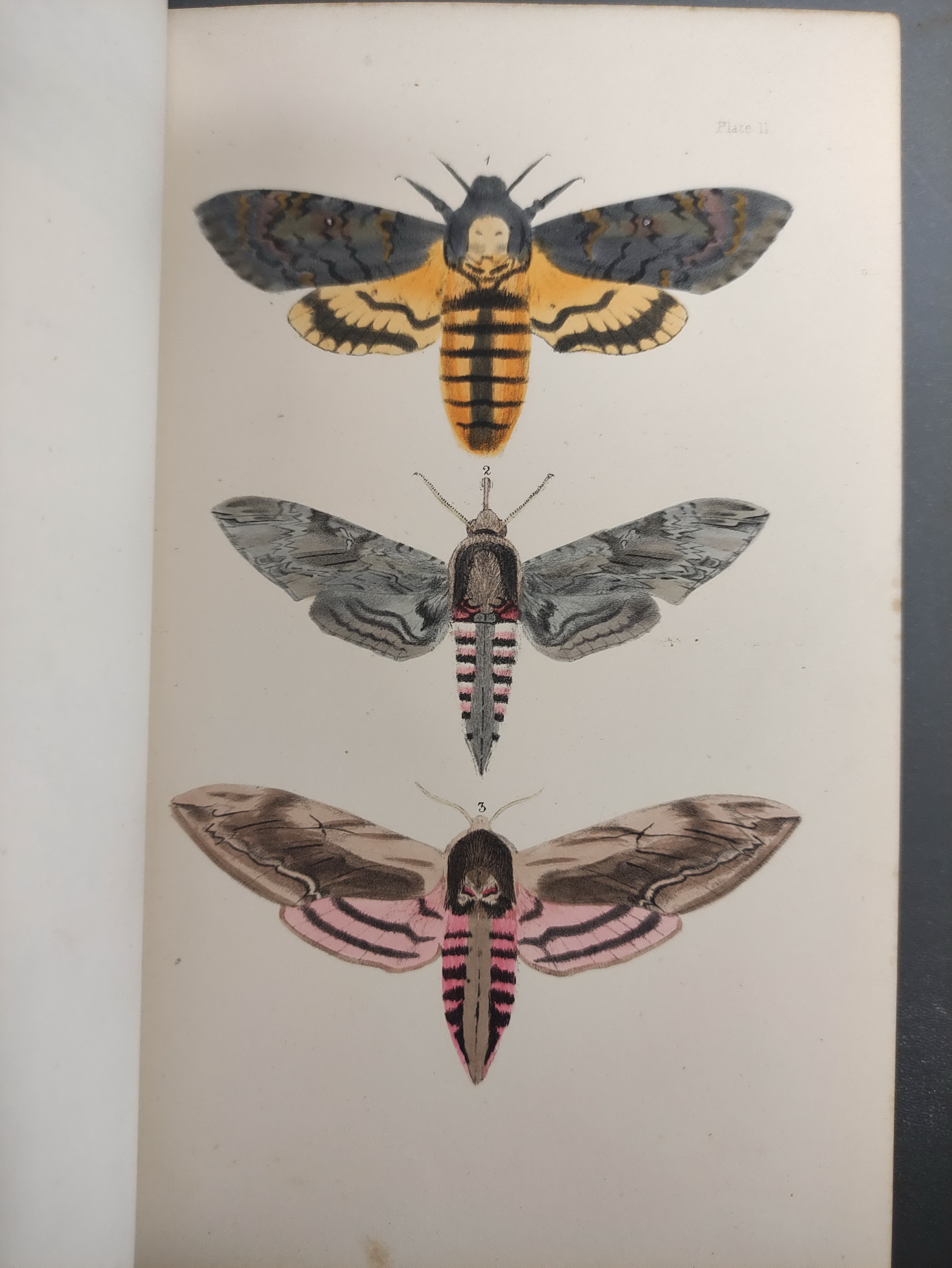 MORRIS REV. F. O.  A Natural History of British Moths. 4 vols. Many col. plates. Large 8vo. Orig. - Image 4 of 9