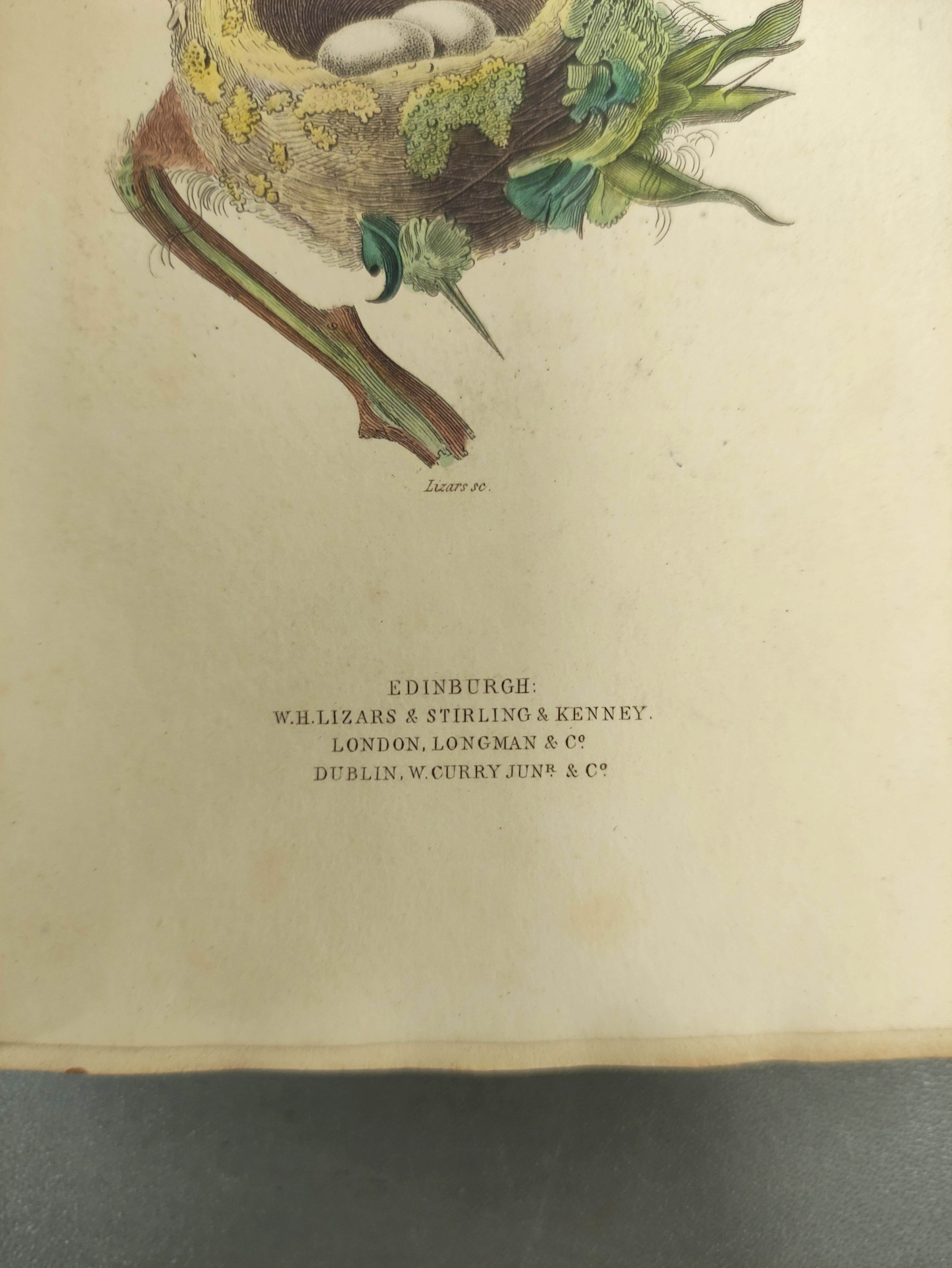 JARDINE SIR WILLIAM.  The Naturalist's Library. Ornithology vols. 1 & 2 re. Humming Birds. Eng. - Image 4 of 16