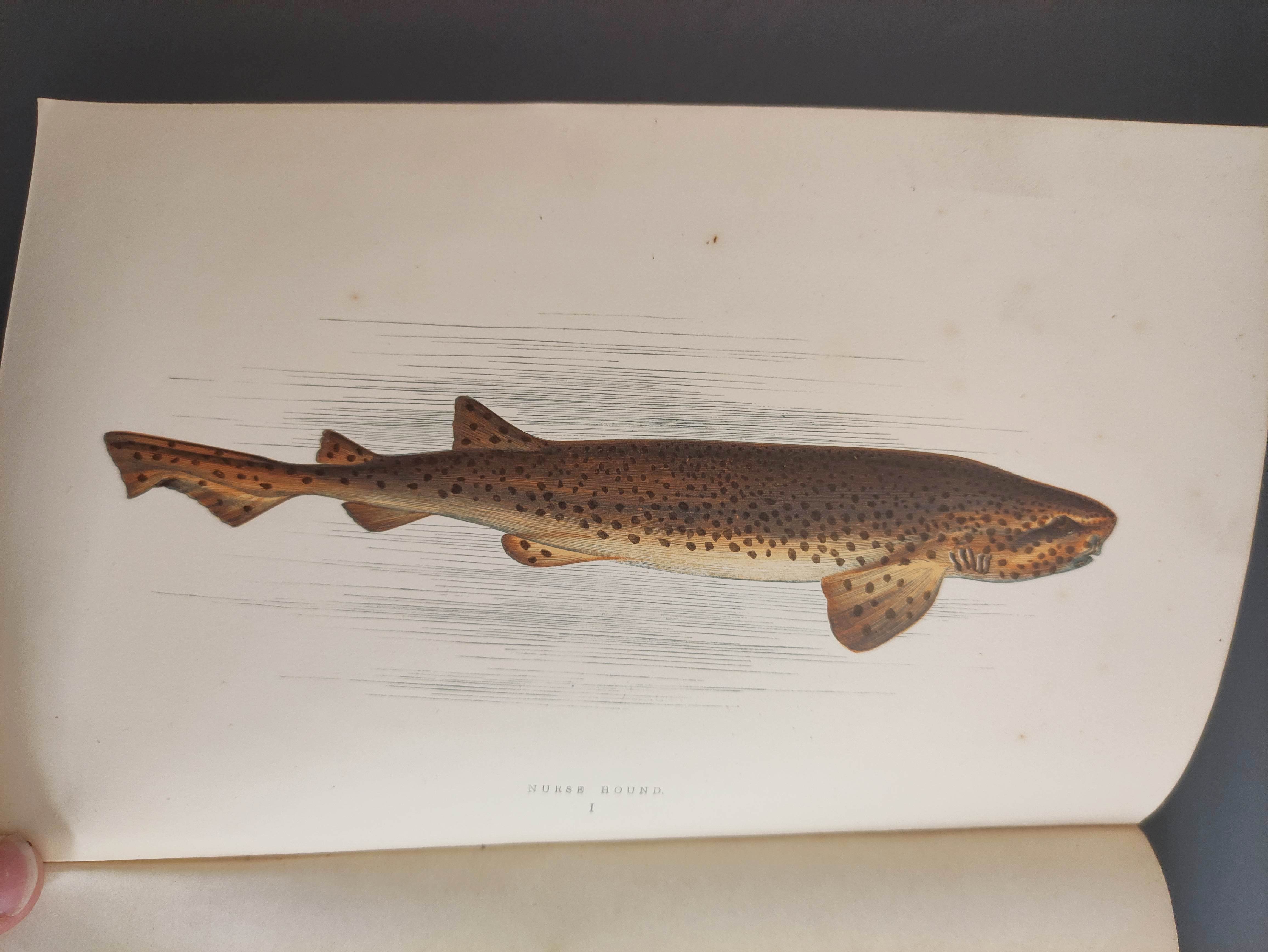 COUCH JONATHAN.  A History of the Fishes of the British Islands. 4 vols. Many hand col. eng. - Image 5 of 9