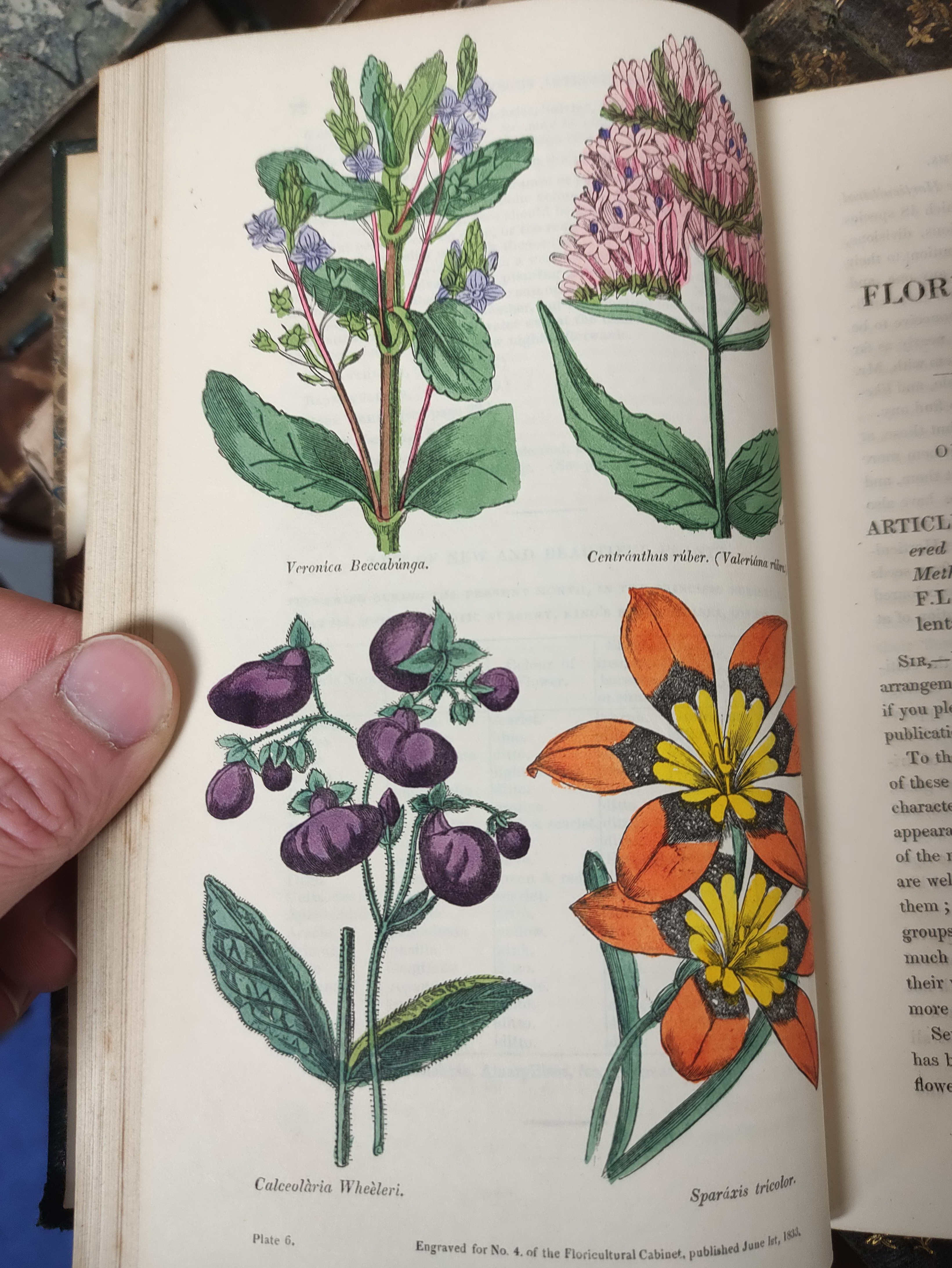 HARRISON JOSEPH.  The Floricultural Cabinet & Florist's Magazine. Vols. 1 to 13. Very many col. - Image 7 of 8