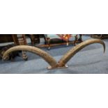 Pair of Ibex antlers or horns mounted on a stand for display, each horn approx 95cm long.