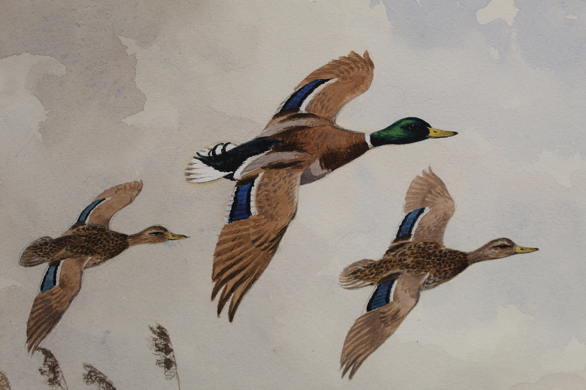 John Cyril Harrison (1898-1985).   "Over the broad - (Mallard)" - ducks in flight. Watercolour. 52. - Image 8 of 8