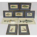 Five 19th century hand coloured engravings of fish after originals by Richard Nodder, all in Hogarth
