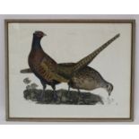 Hand coloured engraving "Pheasants, M & F plate LV11", after an original by Prideaux John Selby (