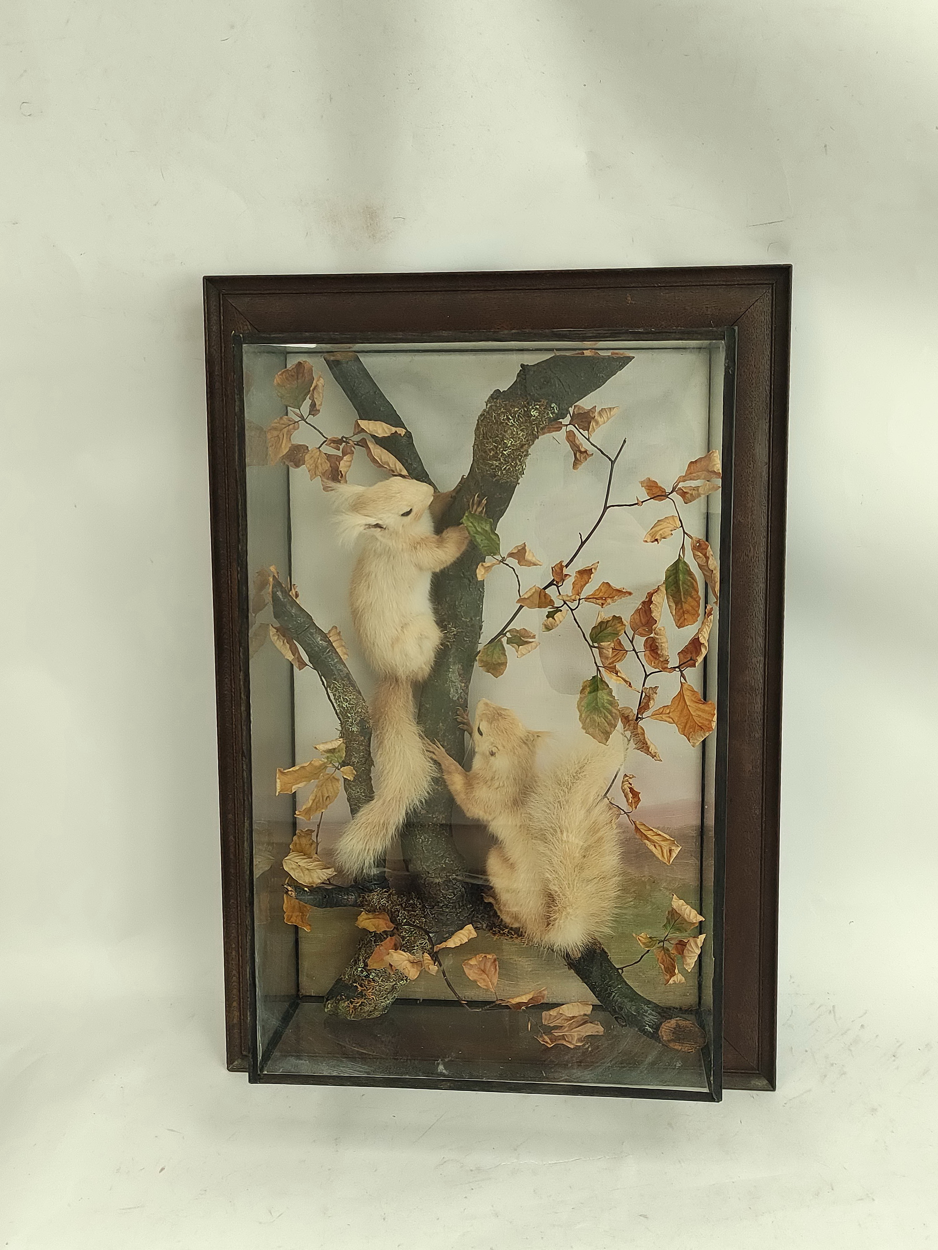 Victorian taxidermy figure group of two red squirrels scaling a branch in ebonised glazed case