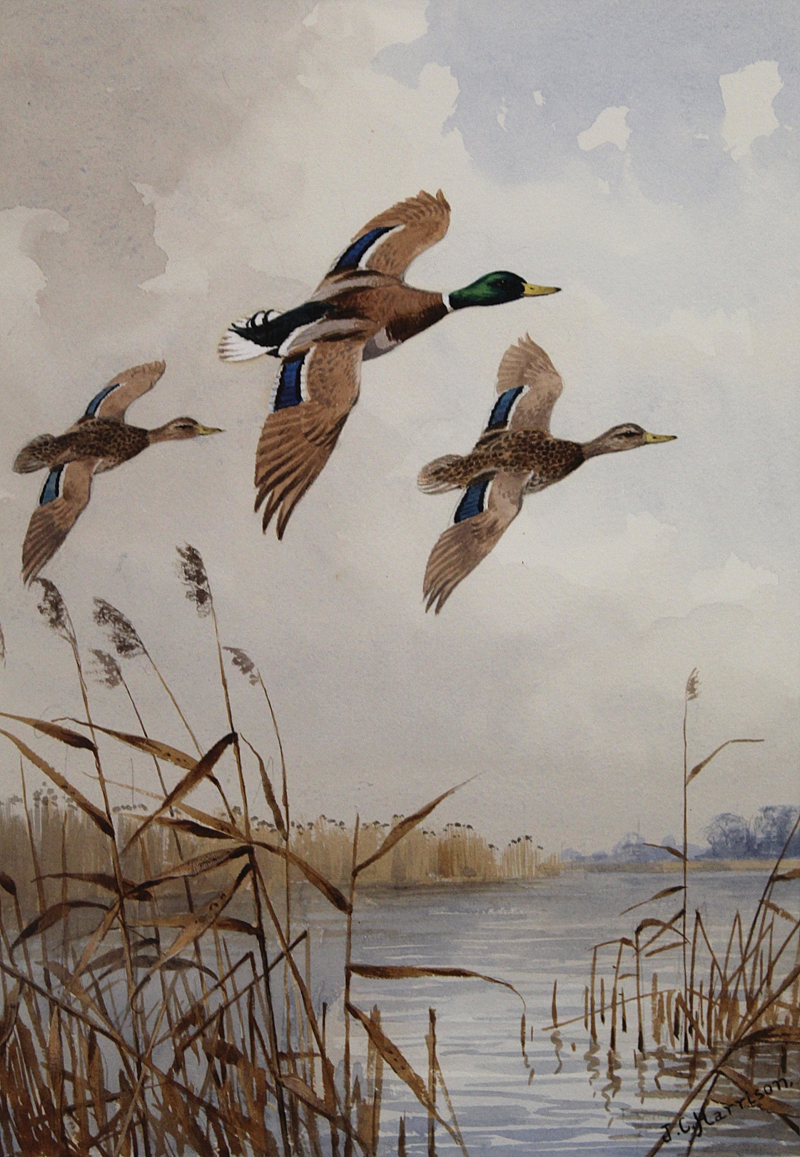 John Cyril Harrison (1898-1985).   "Over the broad - (Mallard)" - ducks in flight. Watercolour. 52. - Image 5 of 8