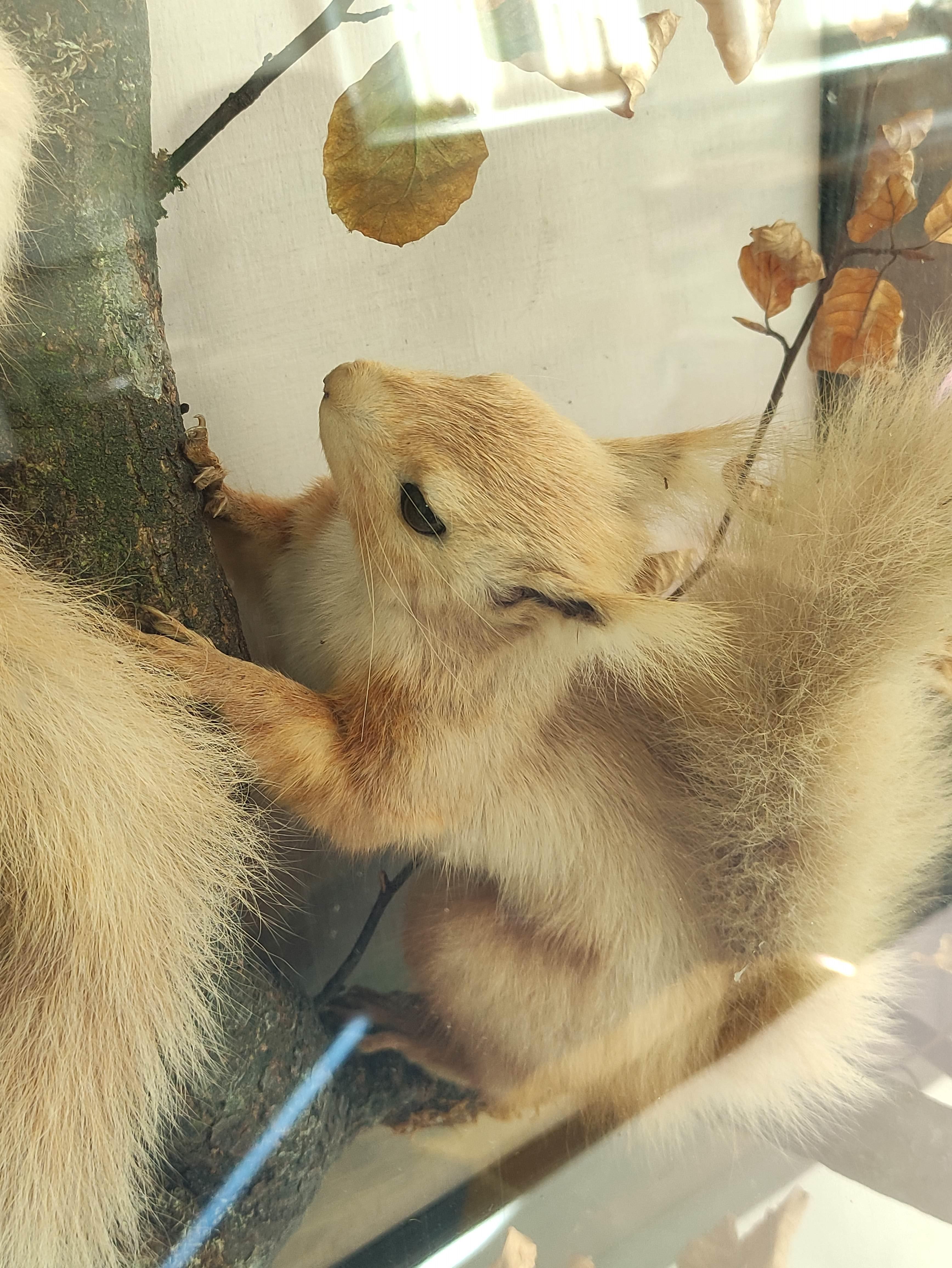 Victorian taxidermy figure group of two red squirrels scaling a branch in ebonised glazed case - Image 3 of 3