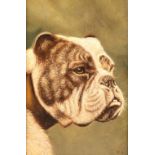 Early 20th century, oil on canvas 'Brown and White Bulldog Heads' Signed with the initials C.L. 31.