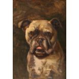 Unframed Framed oil on board 'Portrait of a bulldog' 39cm x 32cm