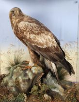 Taxidermy of a Scottish golden eagle,late 19th/20th century, perched on a naturalistic base,