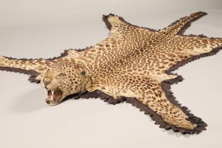 Indian leopard skin, length 196cm