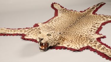 Indian leopard skin, leopard of Panar, the leopard was reputed to kill over 30 people, length 208cm