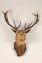 Early 20th century stags head, eleven points, 100cm high