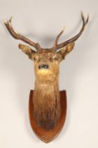 Early 20th century stags head mounted to an oak shield shaped plaque 'Dunlossit 21st October