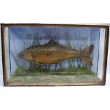 Taxidermy interest: Late Victorian model of a common carp (Cyprinus-Carpio) in naturalistic setting,