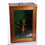 Alien model in mahogany glazed display case, case measures 50cm.