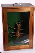 Alien model in mahogany glazed display case, case measures 50cm.