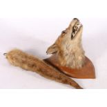 Taxidermy fox head, mounted on oak shield-shaped plaque, and a fox tail.  (2)