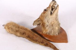 Taxidermy fox head, mounted on oak shield-shaped plaque, and a fox tail.  (2)