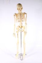 Reproduction human skeleton of small proportions on stand, 85cm tall.