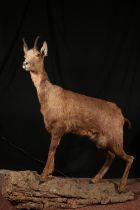 Taxidermy, juvenile horned animal on rustic base, 121cm high.