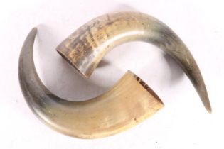 Pair of cattle horns, each approximately 40cm.