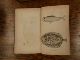 FLEMING JOHN, Minister of Flisk, Fifeshire.  The Philosophy of Zoology. 2 vols. Half titles. 5