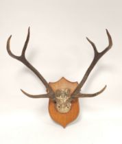 Set of six point antlers on an oak plinth wall mount.