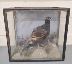 Antique Victorian taxidermy of a black grouse amongst foliage, in ebonised case, height 52cm.