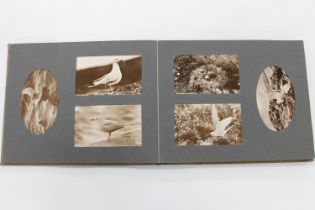 Album of real photographic postcards of birds by J D (Jack David) Rattar of Lerwick Shetland to