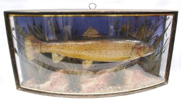 Taxidermy interest: Victorian Scottish sea trout trophy, caught in the River Annan c. 1890, in
