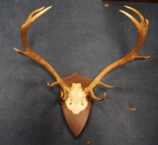 Taxidermy interest: pair of five point trophy antlers on a shield-shaped wall plinth, 79cm high.