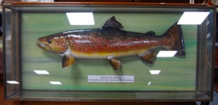 Taxidermy interest: Scottish sea trout trophy caught by Mr John Ross at Scaurfoot, River Nith,