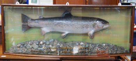 Taxidermy interest: Scottish sea trout trophy, caught by Brian Belshaw, Scaurfoot, River Nith,